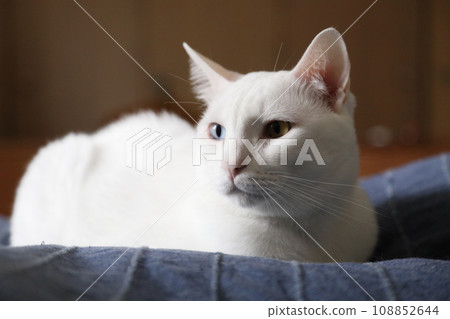 Khao Manee Cat 108852644