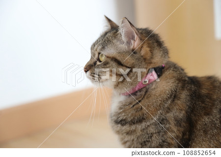 Adult Tabby Cat 108852654