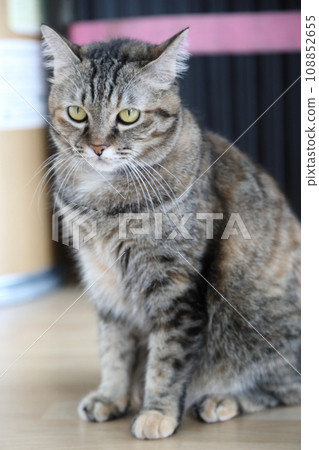 Adult Tabby Cat Adult Tabby Cat 108852655