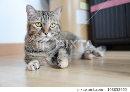 Adult Tabby Cat 108852663