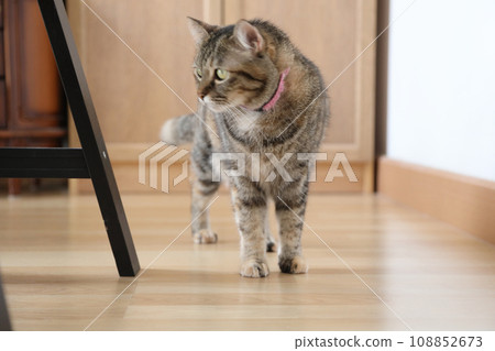 Adult Tabby Cat Adult Tabby Cat 108852673