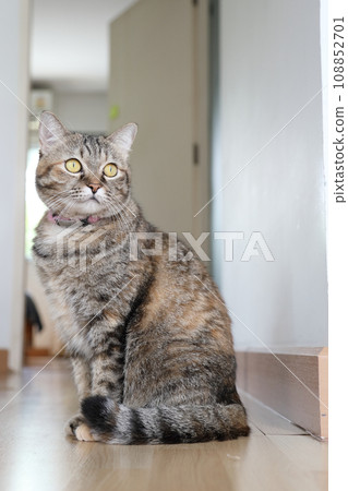 Adult Tabby Cat Adult Tabby Cat 108852701
