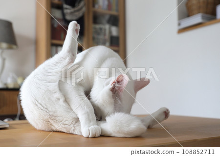Khao Manee Cat Khao Manee Cat 108852711