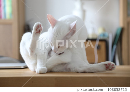 Khao Manee Cat Khao Manee Cat 108852713