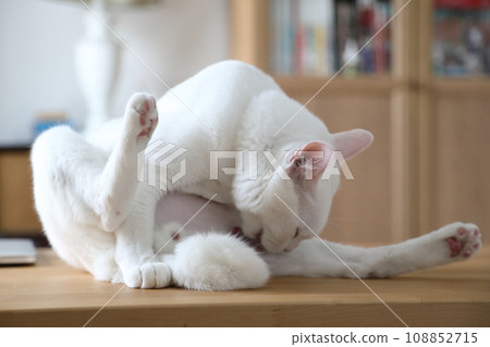 Khao Manee Cat Khao Manee Cat 108852715