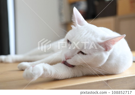 Khao Manee Cat Khao Manee Cat 108852717