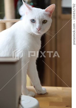 Khao Manee Cat 108852782