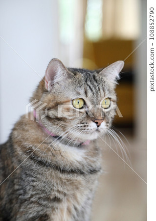 Adult Tabby Cat Adult Tabby Cat 108852790