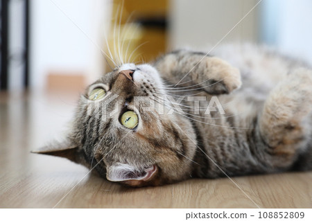 Adult Tabby Cat 108852809