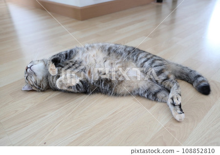 Adult Tabby Cat 108852810