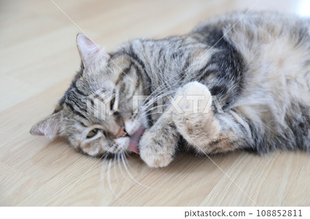 Adult Tabby Cat 108852811