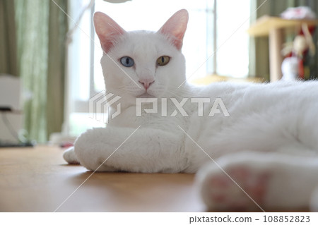 Khao Manee Cat 108852823