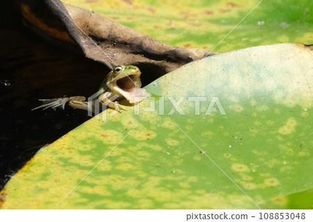 frog with wide open mouth frog with wide open mouth 108853048