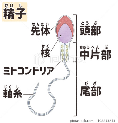 人類精子的名稱和結構—簡單易懂的日文插圖 人類精子的名稱和結構—簡單易懂的日文插圖 108853213