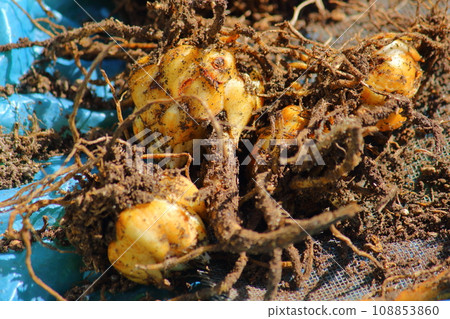 Lily root Lily root 108853860