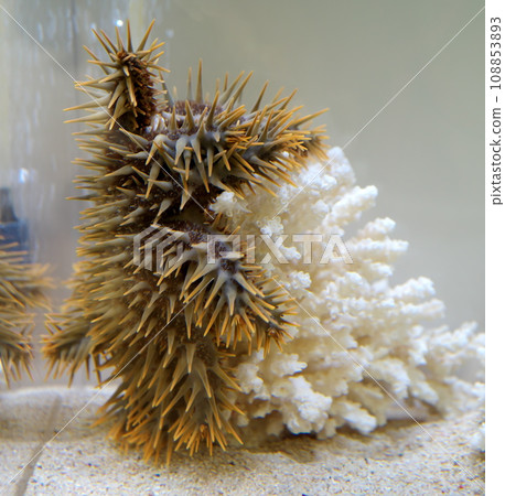 Onihitde Onihitde 108853893