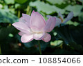 Landscape with lotus flowers 108854066