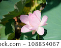 Landscape with lotus flowers 108854067
