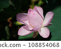 Landscape with lotus flowers 108854068