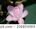 Landscape with lotus flowers 108854069