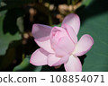 Landscape with lotus flowers 108854071