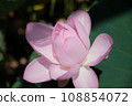 Landscape with lotus flowers 108854072