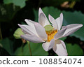 White Lotus Flower 108854074