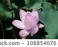 Landscape with lotus flowers 108854076