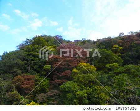 足柄山秋葉 2023 年 11 月 足柄山秋葉 2023 年 11 月 108854326
