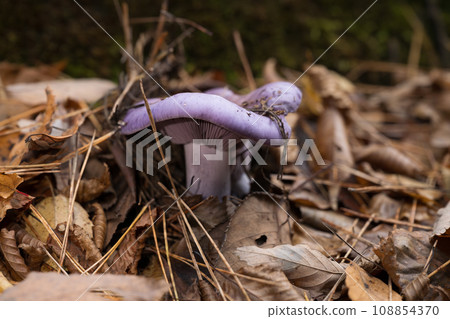 生長在秋季森林中的蘑菇;類似紫色蘑菇的蘑菇 生長在秋季森林中的蘑菇;類似紫色蘑菇的蘑菇 108854370