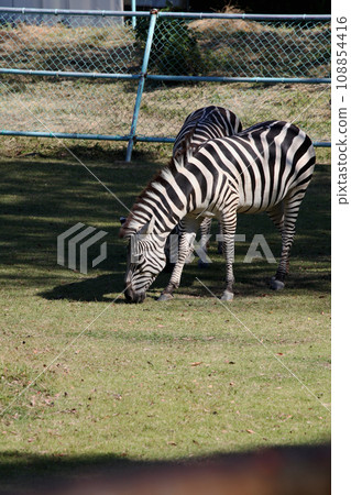 zebra  108854416