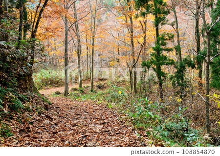 Road filled with fallen leaves in autumn, Akita Prefecture Road filled with fallen leaves in autumn, Akita Prefecture 108854870