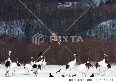 白尾鷹偷竊獵物 108854951