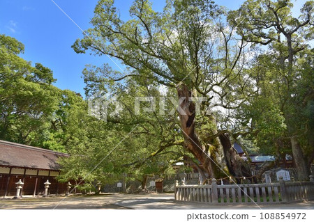 大三島,日本的主要守護神,大山純神社,神樹 大三島,日本的主要守護神,大山純神社,神樹 108854972
