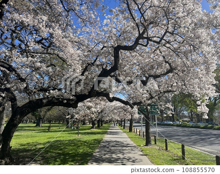 Cherry blossom trees at Hagley Park in Christchurch, New Zealand Cherry blossom trees at Hagley Park in Christchurch, New Zealand 108855570