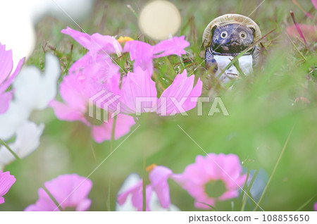 Cosmos and raccoon doll 108855650