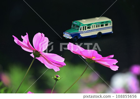 cosmos and bonnet bus cosmos and bonnet bus 108855656