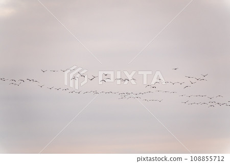 Flying cranes flock against blue sky Flying cranes flock against blue sky 108855712