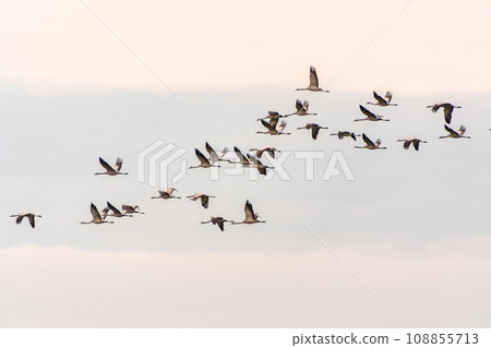 Flying cranes flock against blue sky Flying cranes flock against blue sky 108855713
