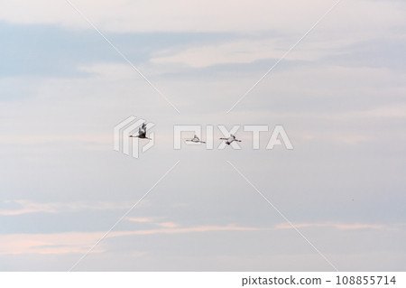 Flying cranes flock against blue sky Flying cranes flock against blue sky 108855714