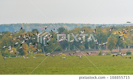 Flying cranes flock against blue sky Flying cranes flock against blue sky 108855715