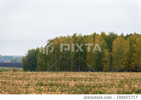 Autumn forest nature. Morning in colorful forest, cloudy day Autumn forest nature. Morning in colorful forest, cloudy day 108855717