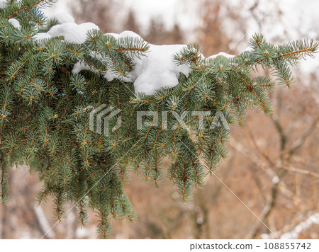Green fir branches in winter covered with snow 108855742