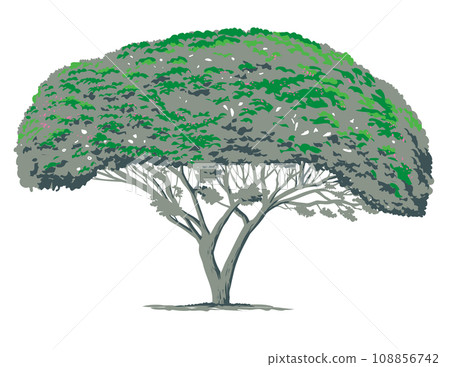 Mimosa Tree or Albizia Julibrissin WPA Art 108856742