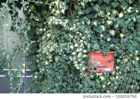 常春藤植物景觀 常春藤植物景觀 108856768