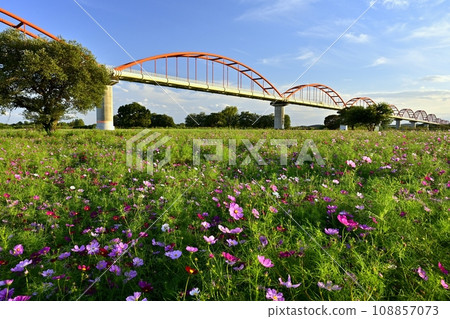 Cosmos field on the water pipe bridge over the Arakawa River in the Fukiage district of Konosu City 108857073