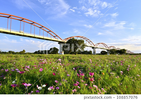 Cosmos field on the water pipe bridge over the Arakawa River in the Fukiage district of Konosu City Cosmos field on the water pipe bridge over the Arakawa River in the Fukiage district of Konosu City 108857076