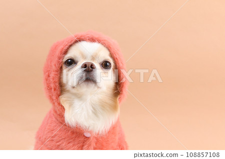 A cream-colored Chihuahua wearing a clothes hood 108857108