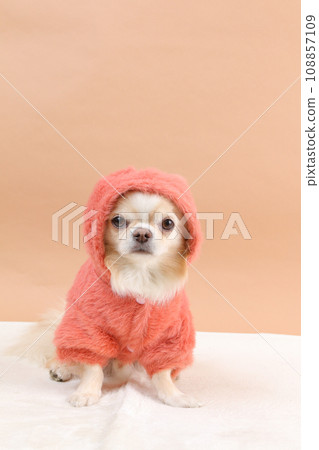 A cream-colored Chihuahua wearing a clothes hood A cream-colored Chihuahua wearing a clothes hood 108857109