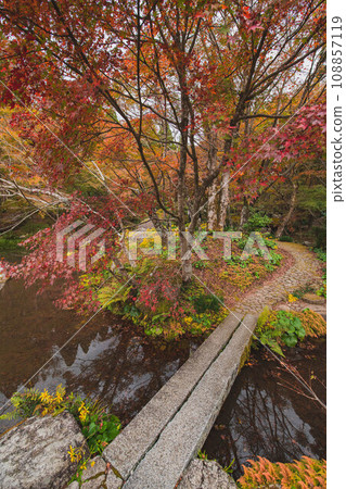 Scenery of autumn leaves 108857119